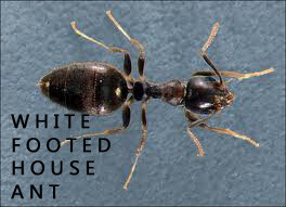 pest control white footed house ants