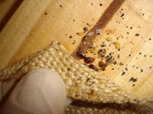 black marks left by bed bugs