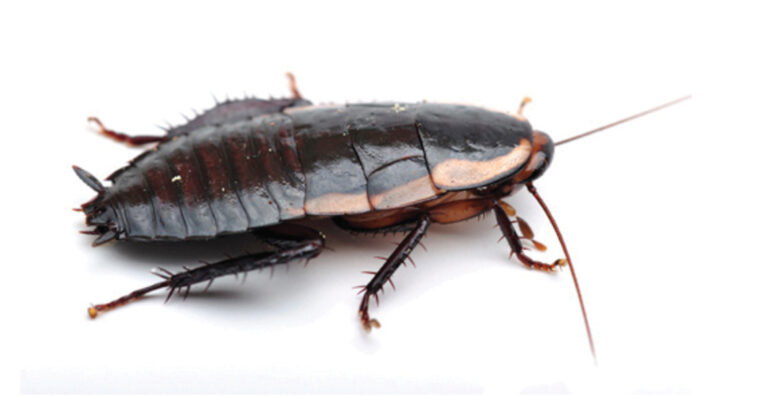 gisborne cockroach