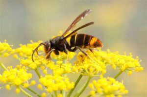 yellow legged hornet